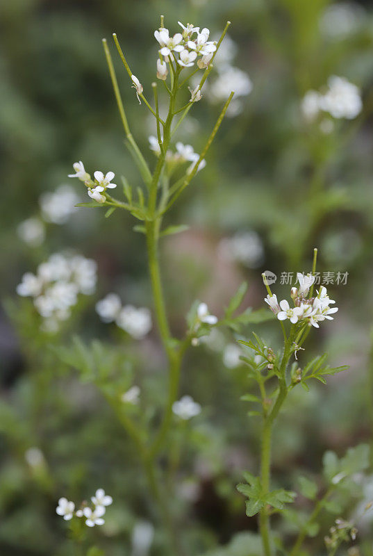 毛苦菜(Cardamine hirsuta)